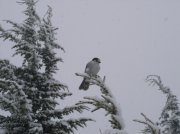 Ghost Ridge-Twin Lakes 031 